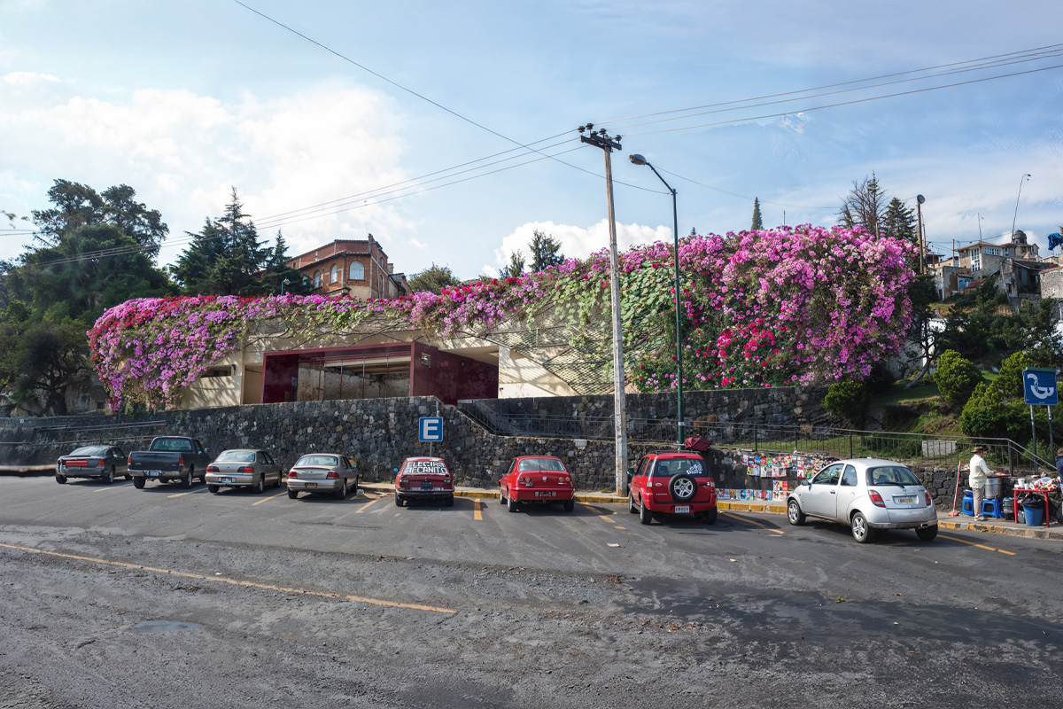 Bugambilia Extravaganza